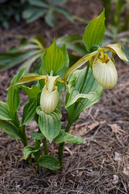 Beautiful  orchids of different colors. Lady's-slipper  hybrids.