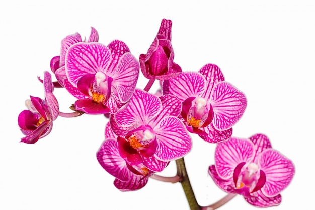 Beautiful  orchids of different colors. Phalaenopsis hybrids. 