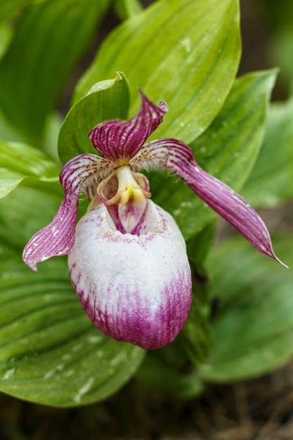 Beautiful orchids of different colors