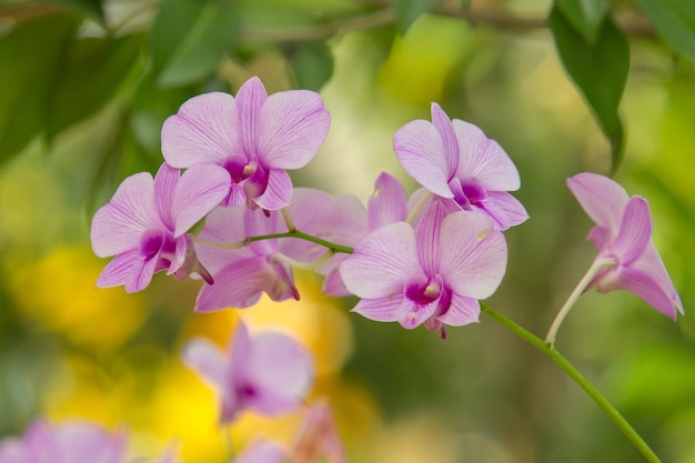 beautiful orchids flower in garden close up