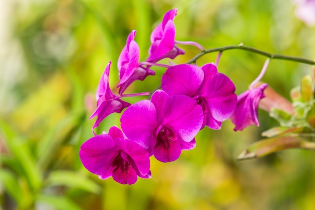 Belle orchidee fioriscono in giardino da vicino