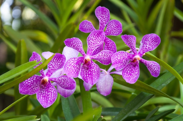 美しい蘭の花紫の熱帯タイが庭に咲いています