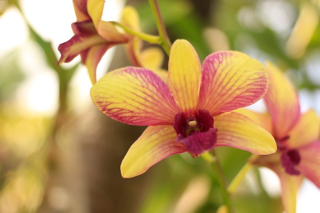 Красивые орхидеи в саду