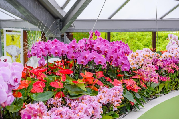 Beautiful orchids in Keukenhof park Lisse Holland Netherlands