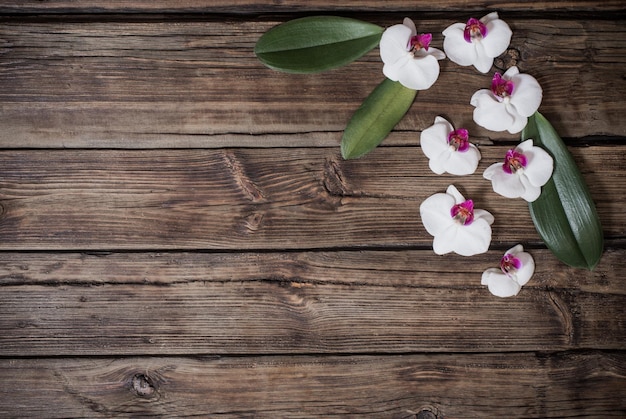 Beautiful orchids on old wooden background