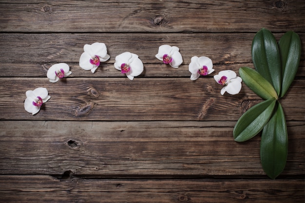 Beautiful orchids on old wooden background