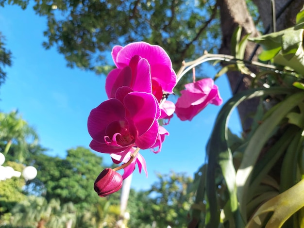 beautiful orchids thrive on tree trunks