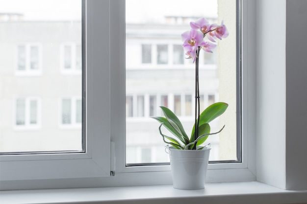 Beautiful orchids on windowsill