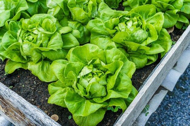 美しい有機緑のバターヘッドレタスまたは成長する土壌のサラダ野菜の庭、農業農業の収穫。