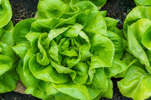 Beautiful organic green Butterhead lettuce or Salad vegetable garden on the soil growing,Harvesting Agricultural Farming.