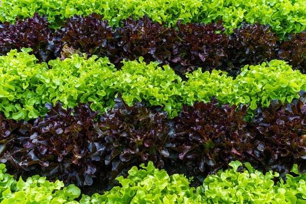 Beautiful organic green and red oak lettuce or Salad vegetable garden on the soil growing,Harvesting Agricultural Farming.