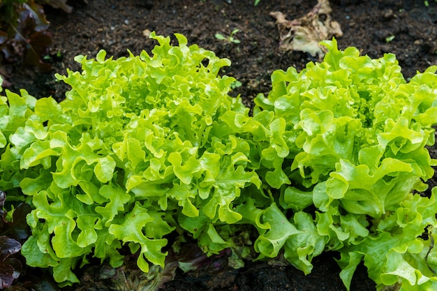 成長する土壌の美しい有機緑と赤のオークレタスまたはサラダ野菜の庭、農業農業の収穫。