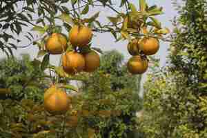 Photo beautiful organic orange garden nursery with stunning views