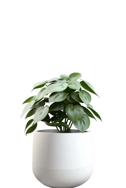 Beautiful ornamental plant in flowerpot isolated on white Home decoration generative ai