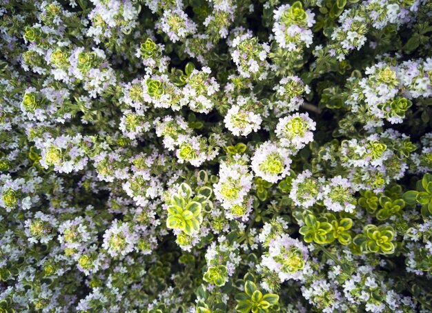 緑の茂みの庭の白い花のための美しい観賞植物