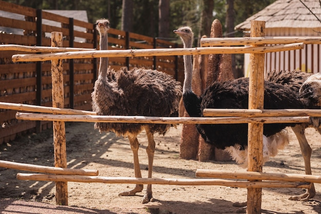 beautiful ostriches in a wooden openair cage on a sunny day