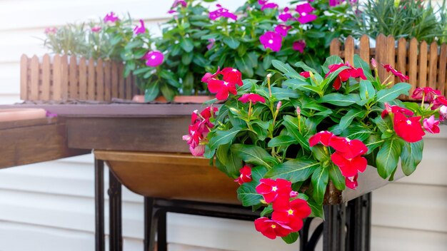 Beautiful outdoor flowers catharanthus in wooden boxes near the house