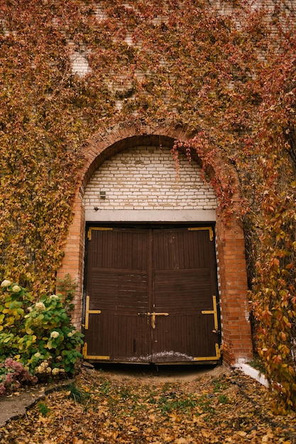 Photo beautiful overgrown wall in golden autumn light with orange and red leaves