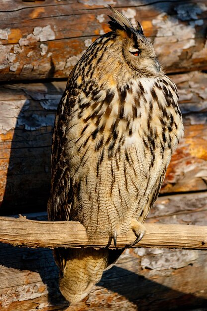 Beautiful owl with yellow eyes and beak