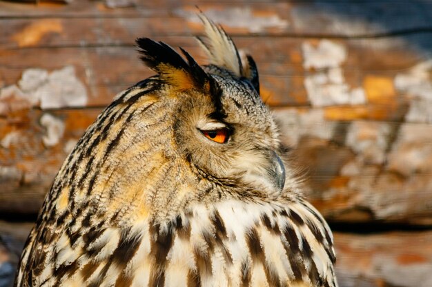 Beautiful owl with yellow eyes and beak