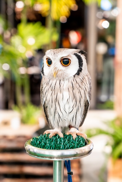 beautiful owl in zoo