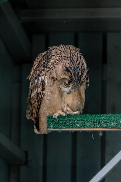 Beautiful owl