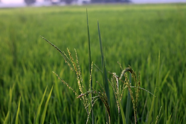 Beautiful Paddy Field