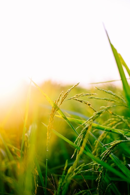 Photo beautiful paddy rice in the field with sunset.