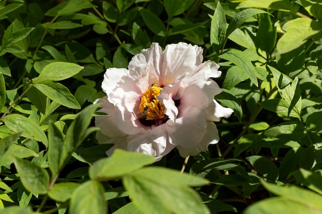 春の庭で育つ美しいシャクヤクの花