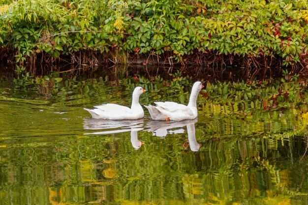 Beautiful pair of geese floating on water