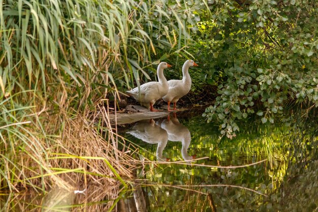 Beautiful pair of geese standing on the shore