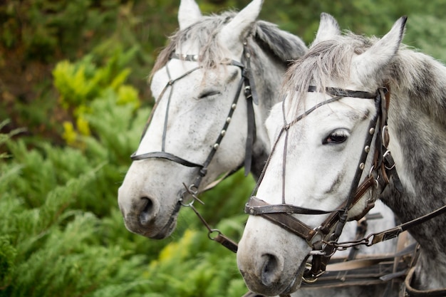 Beautiful pair of matched greys in a draft harness for pulling a carriage or wagon in lush green countryside