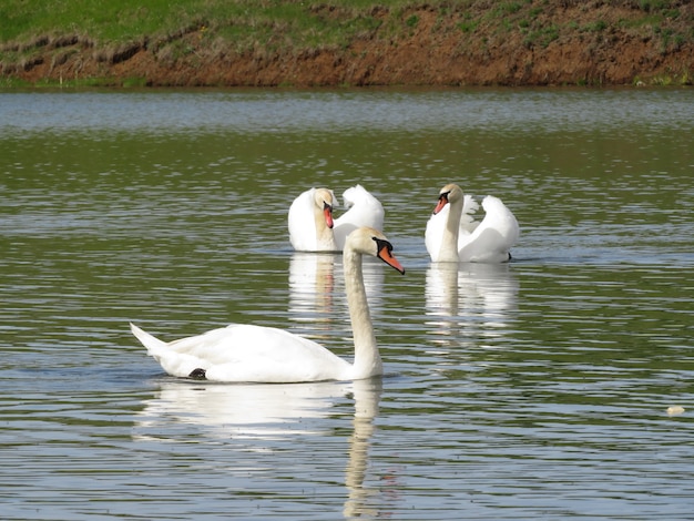 写真 湖の白い白鳥の美しいペア