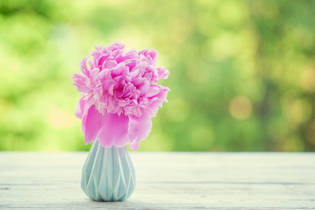 Beautiful pale pink peonies bouquet in white vase over nature green background.