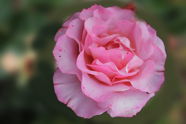 Beautiful pale pink rose hid in the shade of trees computer wallpaper