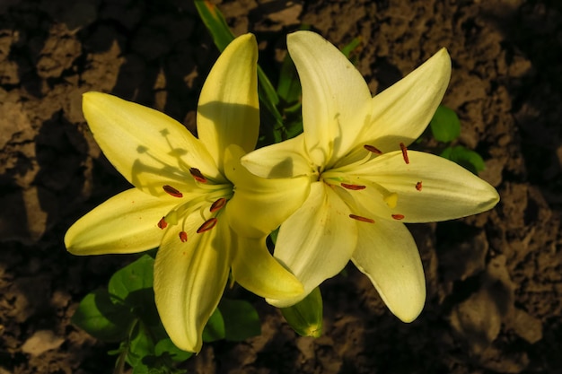 beautiful pale yellow garden lilies grow in the garden in the morning sun