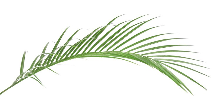 Photo beautiful palm leaf isolated on white