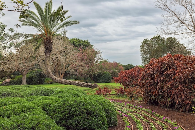 Beautiful palm tree against the background of clouds in Rothschild Park