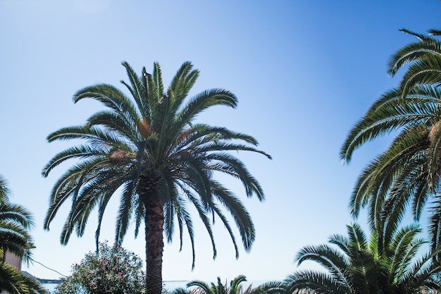 Beautiful palm tree on blue sky background