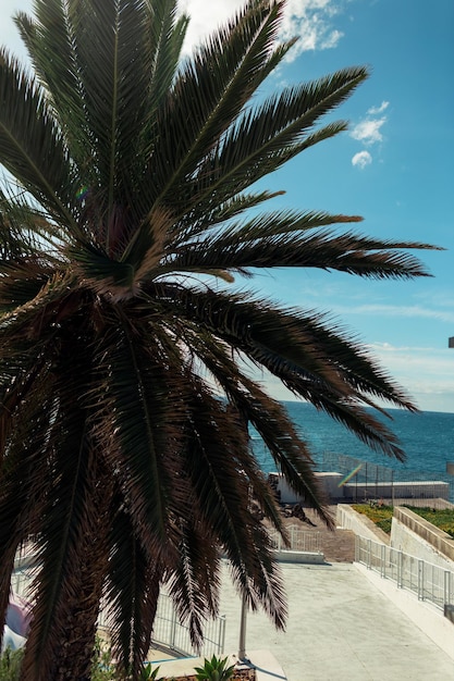 Beautiful palm tree on Madeira island by the ocean