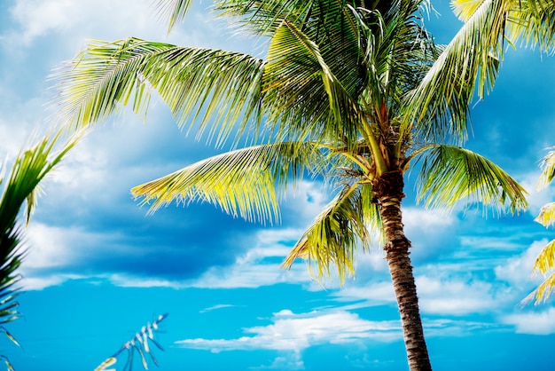 Beautiful palm tree on a paradise island with clear blue sky