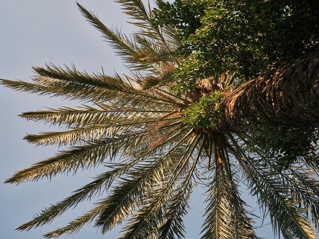 Beautiful palm tree and sky background