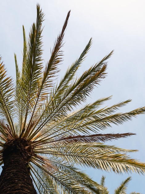 Beautiful palm tree and sky background