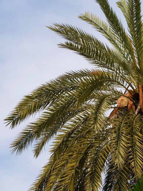 Beautiful palm tree and sky