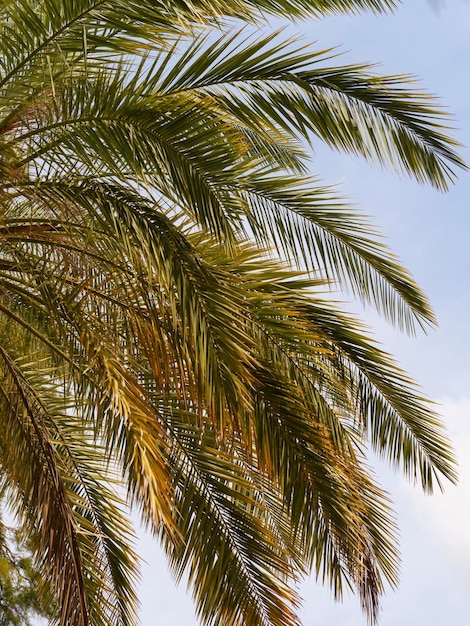 Beautiful palm tree and sky