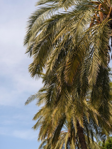 Beautiful palm tree and sky