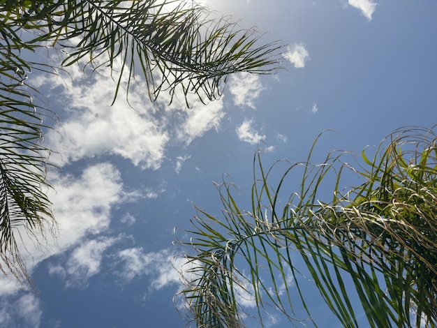 Beautiful palm tree and sky