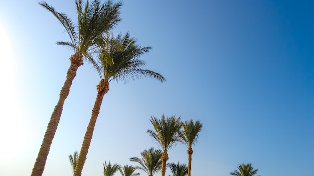 Beautiful palm trees against blue sky. Travel