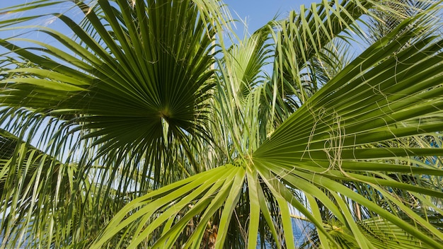 Beautiful palm trees against blue sky. Travel