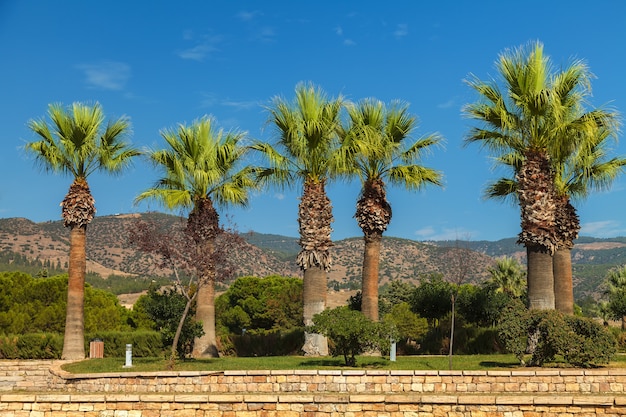 Beautiful palm trees on the background of high mountains and blue sky